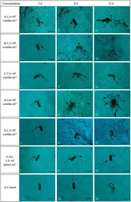 Mechanisms and Characterization of Trichoderma longibrachiatum T6 in Suppressing Nematodes (Heterodera avenae) in Wheat